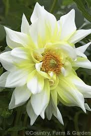 Dahlia Seattle Is An Informal Decorative Cultivar That Grows To Around 1 2m Tall With Flowerheads 150 200mm Across This Yellow O Dahlia Photo Seattle Sports