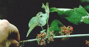 Image result for Urera