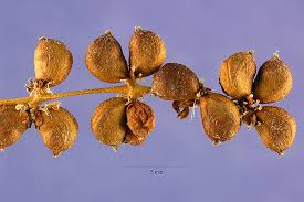 Image result for Stuckenia