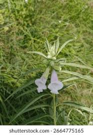 Image result for Sesamum radiatum