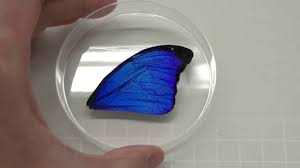Peleides blue morpho (morpho peleides). The Blue Butterfly Effect Chemical Education Xchange