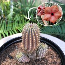 Image result for Hoodia currorii