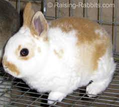 Barks & bunnies find the very best products for your furry family from natural treats for dogs and small animals to toys that are certain to get your dog's tail wagging or rabbit binkying! Baby Rabbits Time To Sell Buy And Then Provide Bunny Rabbit Care