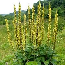 Image result for Agrimonia