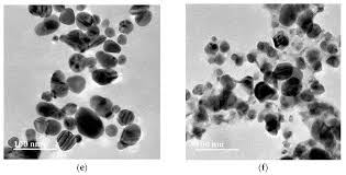 Image result for Embelia ruminata