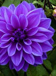 Pin On Violet