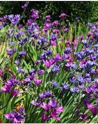 Image result for Babiana