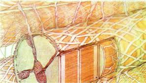 The professionals at pointe pest control are very knowledgeable about the common pests in. Cardiomyocytes Springerlink