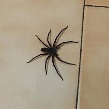 Patrickenbalade On Instagram Babouk Araignee Spider Spinne Lareunion Monsteroftheday Araignee La Reunion Instagram