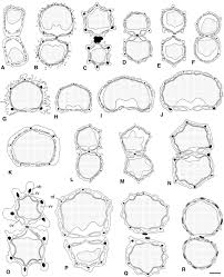 Image result for Pimpinella buchananii