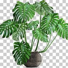 Swiss Cheese Plant Banana Leaf Philodendron Png Clipart Art Autumn Leaf Cartoon Child Clothing Free Png Dow Swiss Cheese Plant Cheese Plant Plant Cartoon