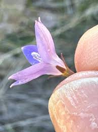 Image result for Wahlenbergia undulata