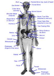 A certification of merit permits the achievements of another individual to be recognized by you. Human Skeleton