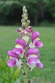 Snapdragons Snapdragon Flowers Flower Garden Beautiful Flower Tattoos