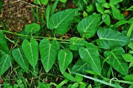 Image result for Cynanchum mulanjense