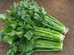 Customer images of the sungrow greenhouse in a similar climate 2. Tall Utah Organic Seeds From Pascal Celery