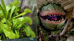 Hort Ified 11 Spooky Plants And Their Scary Movie Doppelgangers The Horticult Plants Scary Movies Scary