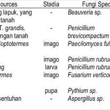 We did not find results for: Pdf Identifikasi Jenis Jamur Patogen Untuk Pengendalian Rayap Tanah Coptotermes Sp