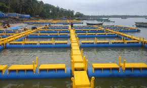 Duta Laut Budidaya Ikan Kerapu Dengan Metode Keramba Jaring Apung