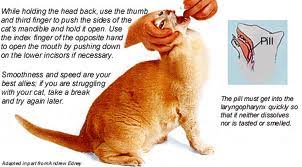 Place index and middle fingers under bars of pill gun. Pilling Your Cat