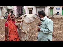 Shrinath gaushala Nathdwara Rajasthan ||श्रीनाथ गौशाला नाथद्वारा राजस्थान|| 