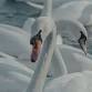 World Ballet Company: Swan Lake