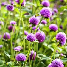 Image result for Sphaeranthus gomphrenoides