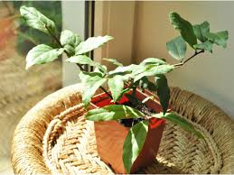 Bay laurels are largely resistant to pests and diseases, although the sap in the tree does attract a few insects, namely aphids and psyllids. Laurel Noble Laurus Nobilis Laurel Tree Care