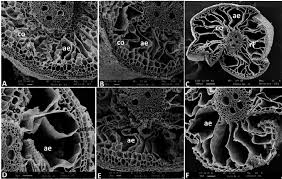 How do you measure a cell under a microscope? Scanning Electron Microscopy Of Roots Of Rice Oryza Sativa Plants Download Scientific Diagram