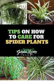 Spider Plant Care Tips On How To Care For A Spider Plant Spider Plant Care Plants Plant Care Houseplant