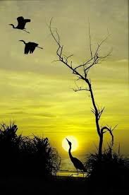 Pin Von Turkistan Auf Sunset In 2020 Naturbilder Tier Silhouette Mystische Bilder