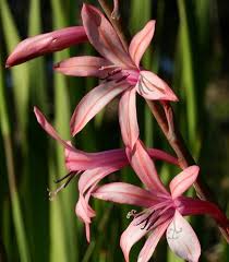 Watsonia Pyramidata 2 Botanical Gardens Botanical Plants