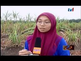Gambar pokok salak sedang berbuah | kebun salak. Biz Malaysia Pakej Rtm Johor Tanaman Tebu Telur 19 Dis 2016 Youtube