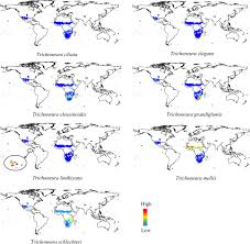 Image result for Trichoneura schlechteri