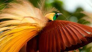 Lesser bird of paradise (paradisaea minor), burung cenderawasih ini banyak dikenal kebanyakan orang. Register Iluvrun