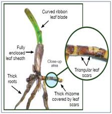 Image result for Thalassia hemprichii