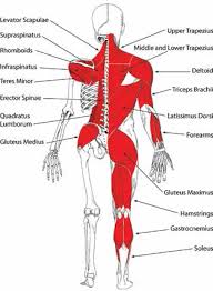 Intuitively you'd think you'd sweep your paddle out to the side and then muscle it down to get the boat back upright. Yoga For Paddling Anatomy Of Paddling