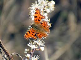 Image result for Centema subfusca