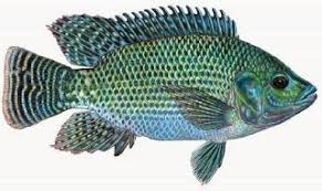 Check spelling or type a new query. Pemancingan Mujair Teknik Memancing Ikan Mujair Umpan Ikan Mujair Danau Umpan Ikan Mujair Di Empang Umpan Ikan Mujair Di Sungai Umpan Ika Ikan Habitat Binatang