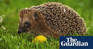 The african pygmy hedgehog can eat cooked meat, canned and dried cat or dog food. The Prickly Issue Of Pet Hedgehogs Wildlife The Guardian