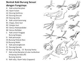 Gambar burung ini juga menjadi salah satu gambar fauna favorit pada kalangan pecinta gambar. Kelas Aves Kelas Aves Sukiya Ppt Download