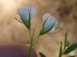 Image result for Lens culinaris