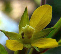 Image result for Ludwigia erecta