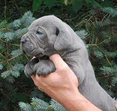 Blue italian mastiff puppies cane corso. Pin Auf Cane Corso Kona