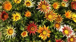 Maybe you would like to learn more about one of these? Gazania Coltivazione E Cura