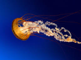 The moon jellyfish is a benthic creature introduced in new horizons. How Do You Treat A Jellyfish Sting Do They Have Brains And Does Peeing On It Have An Effect
