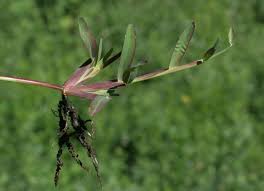 Image result for Chloris pycnothrix