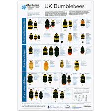 Uk Bumblebee Poster