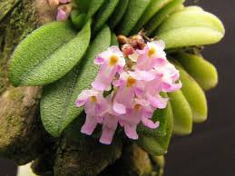 Image result for Maerua becquetii