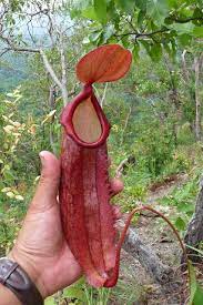 A Garden S Chronicle Nepenthes Holdenii Is Now In Cultivation Carnivorous Plants Pitcher Plant Plants
